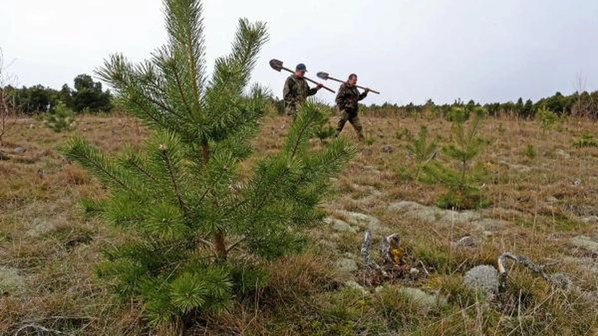Около 25 тыс деревьев высадят в Одинцовском районе