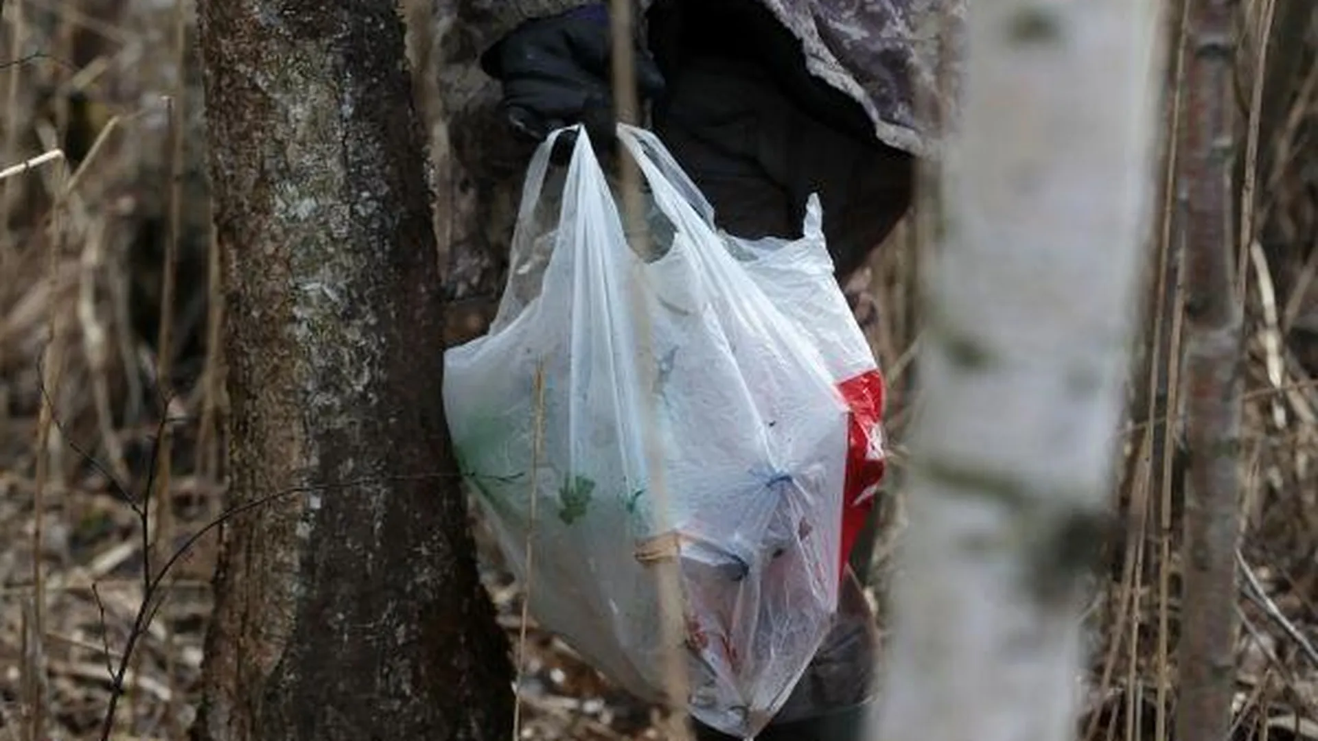 Почти двести миллионов рублей направят в Подмосковье на уборку мусора в лесах