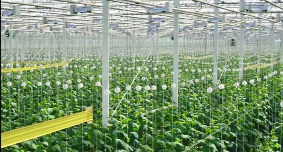 Прием заявок на субсидию для производства овощей стартовал в Подмосковье