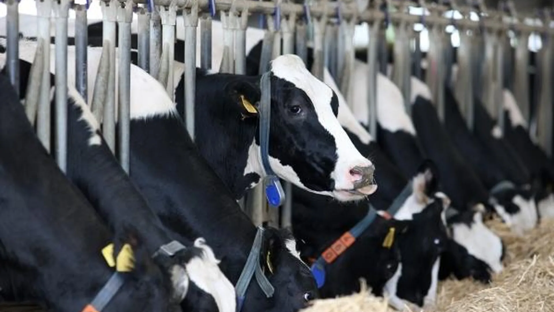 Молочно-товарная ферма на 50 рабочих мест появится в Озерах