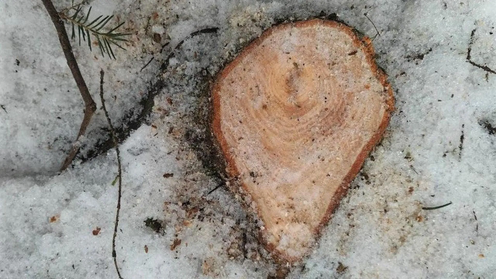 Три случая незаконной рубки деревьев выявили в январе в Подмосковье