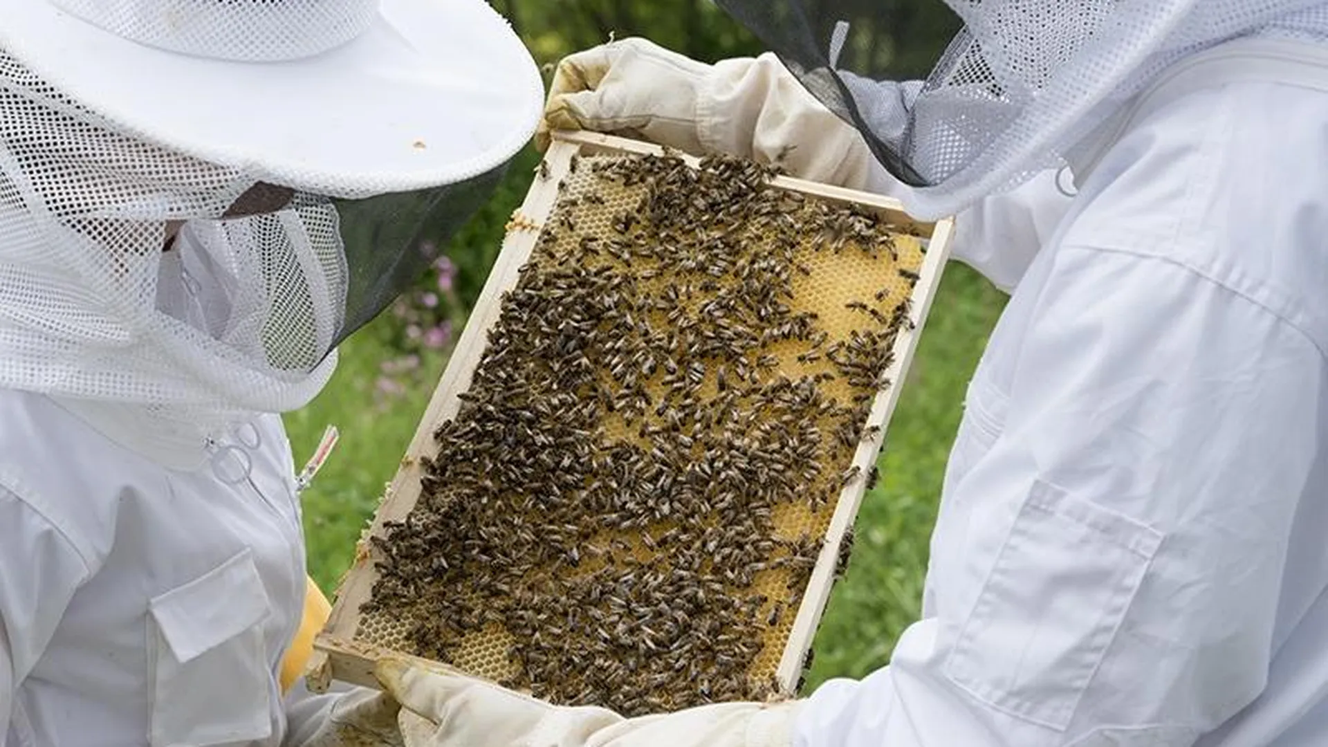 Пчелиный госпиталь: как подмосковные пчеловоды заботятся о здоровье маленьких тружениц