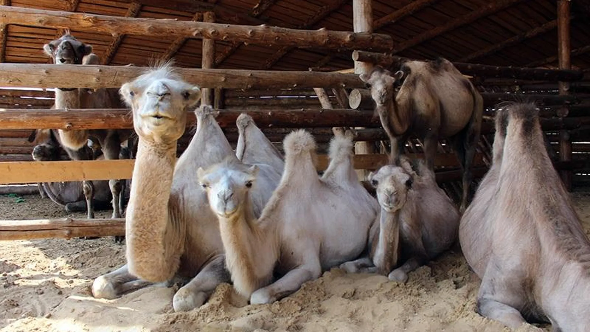 Верблюды, яки и маламуты остались без средств к существованию в подмосковном этнопарке 