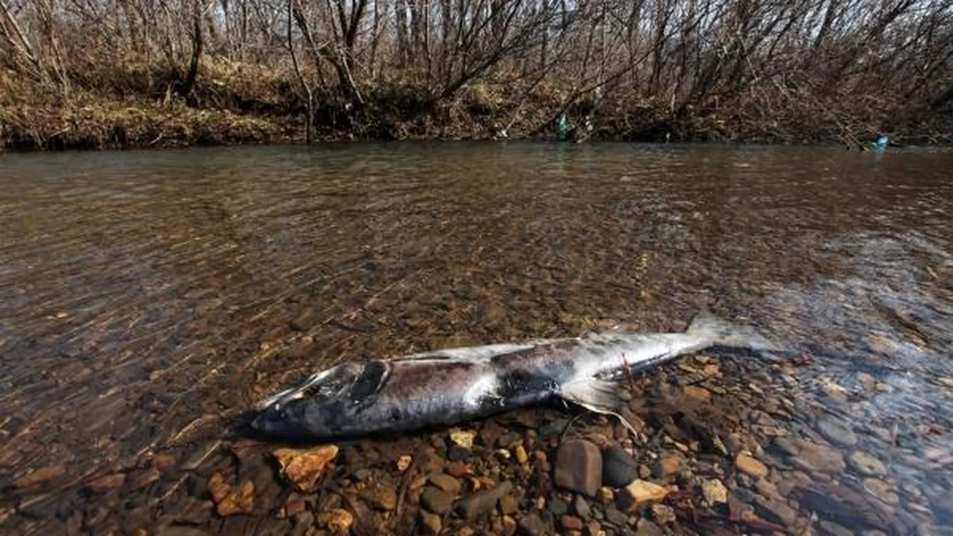 В Башкирии в реке Изяк погибла вся рыба из-за деятельности предприятия
