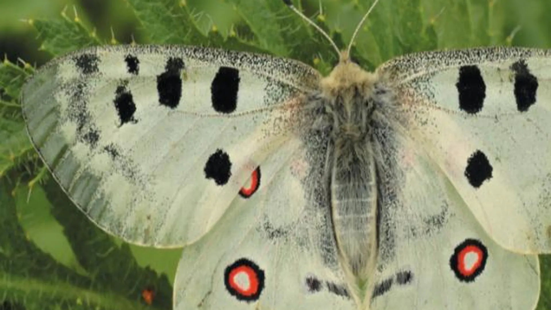 Специалисты начнут поиски популяций краснокнижной бабочки в Городском округе Пушкинский