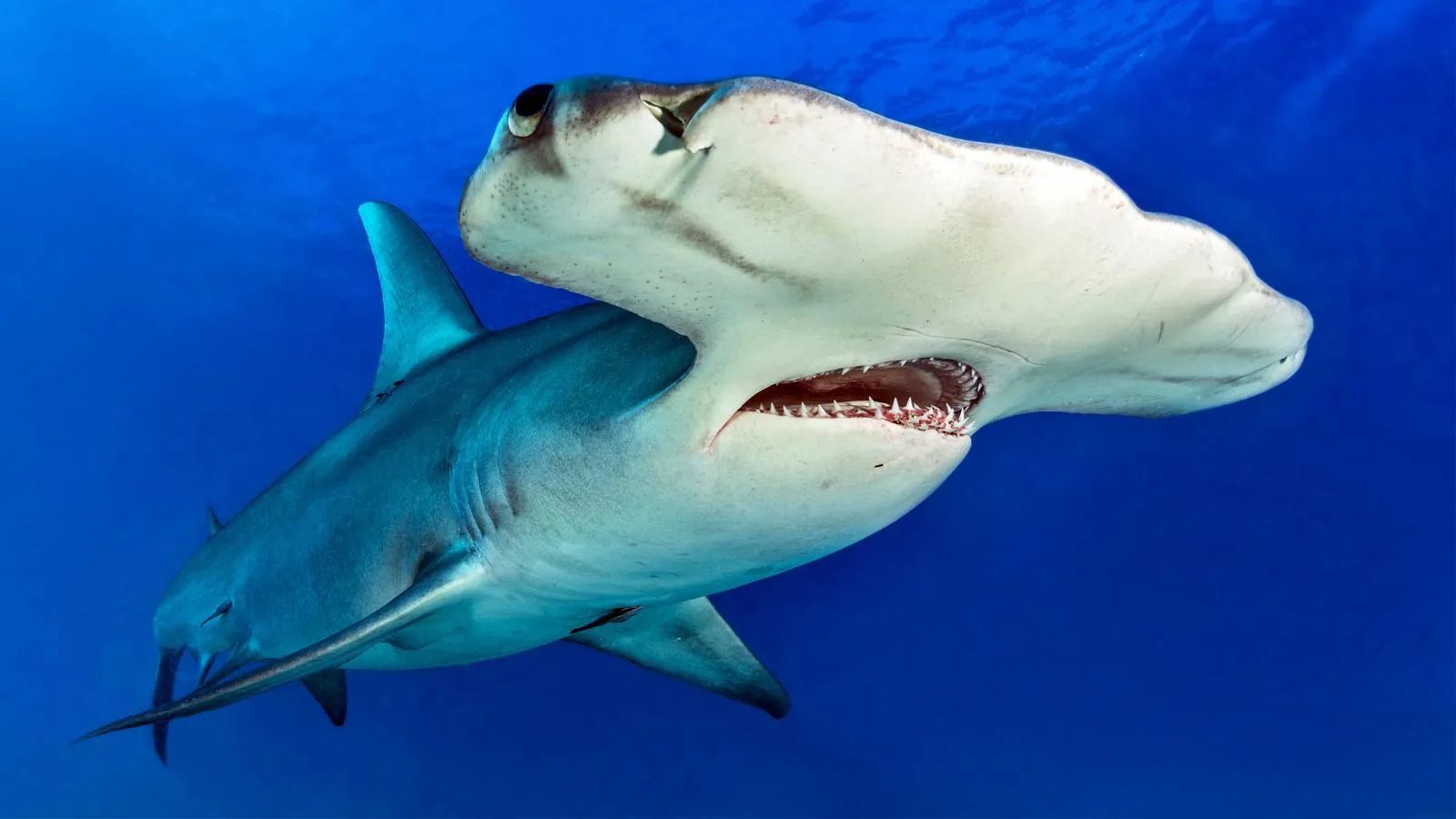 Гигантская акула-молот с Багамских островов. Michael Weberberger