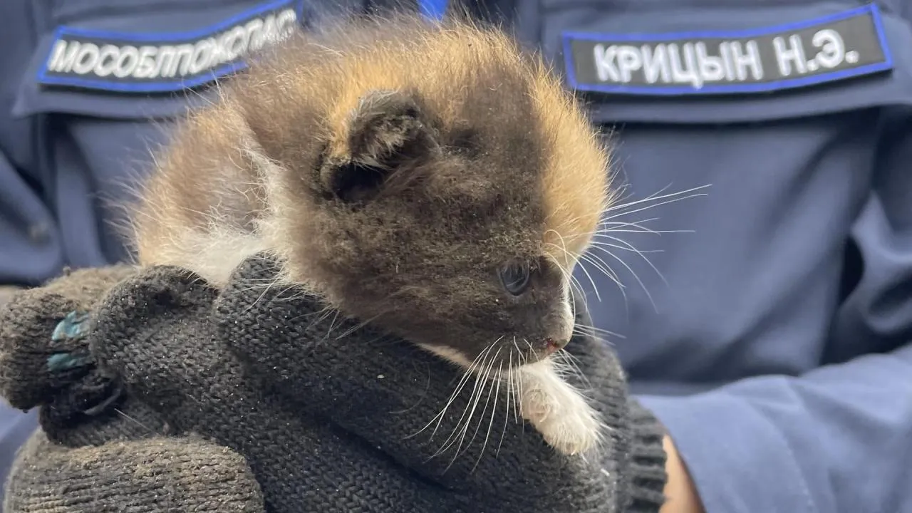 Подмосковные спасатели в Клину освободили котенка, застрявшего под капотом машины