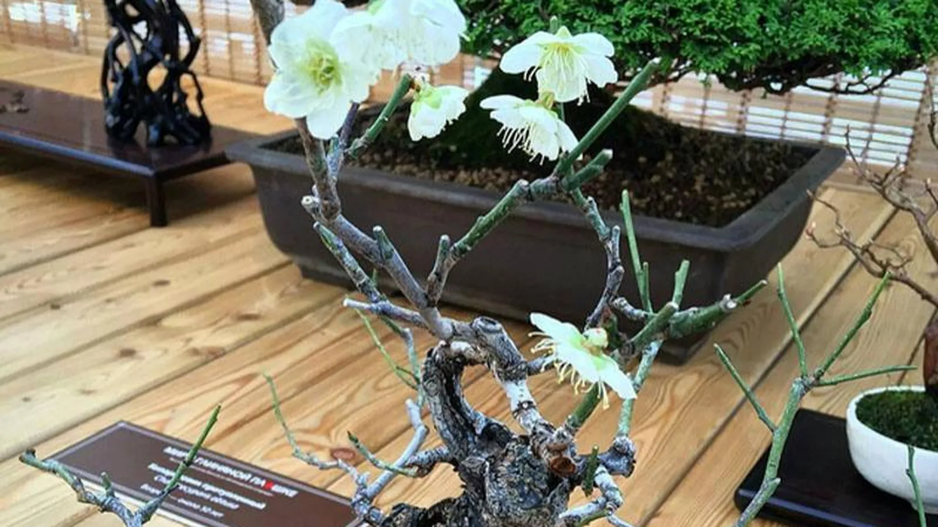 В «Аптекарском огороде» покажут 12-летнюю цветущую японскую сливу