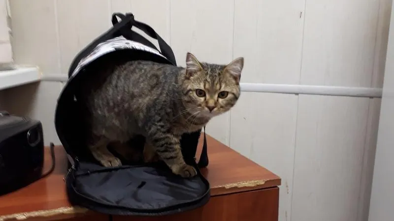 Пассажирка забыла своего кота в автобусе Москва – Пущино