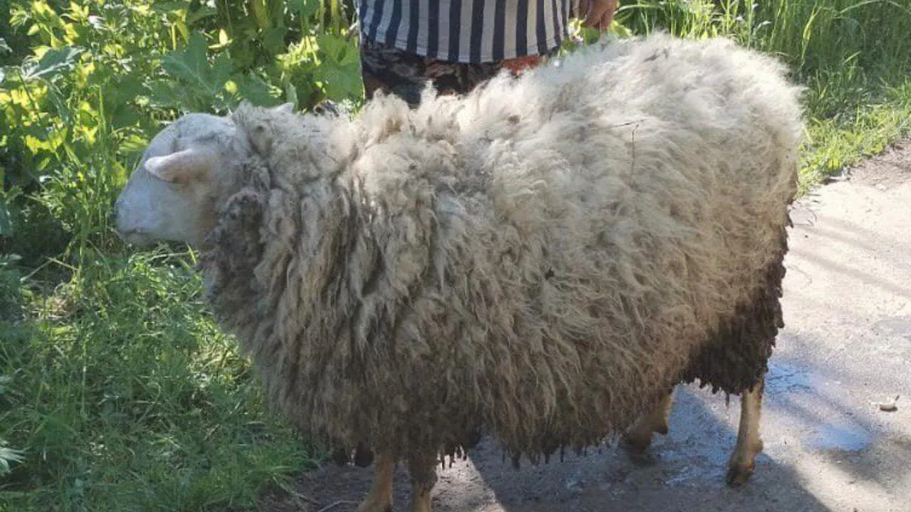 В Подмосковье спасли домашнюю овцу, упавшую в ливневый колодец