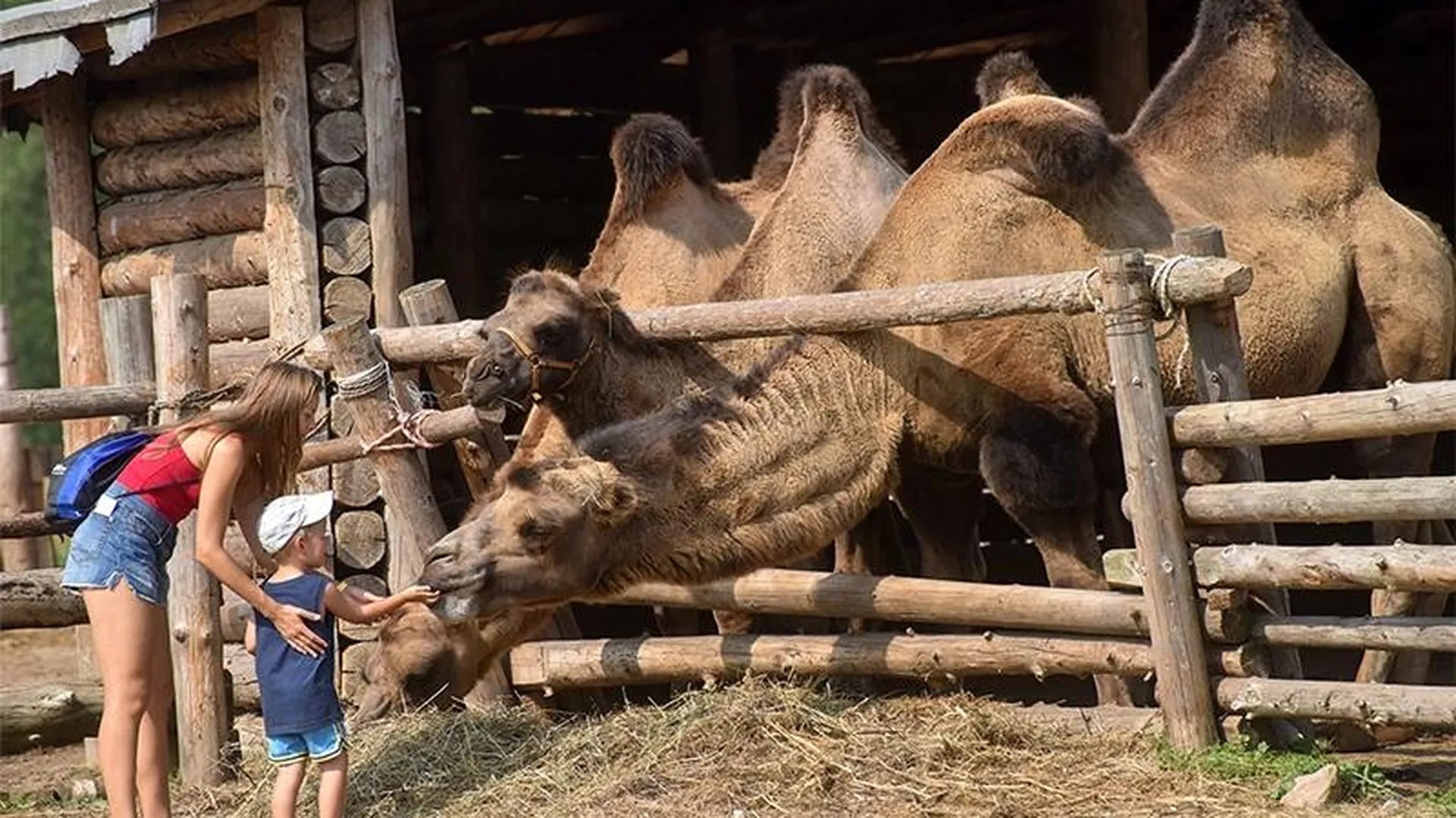 Пареную репу и знакомство с верблюдами предложат на майских гостям Подмосковья