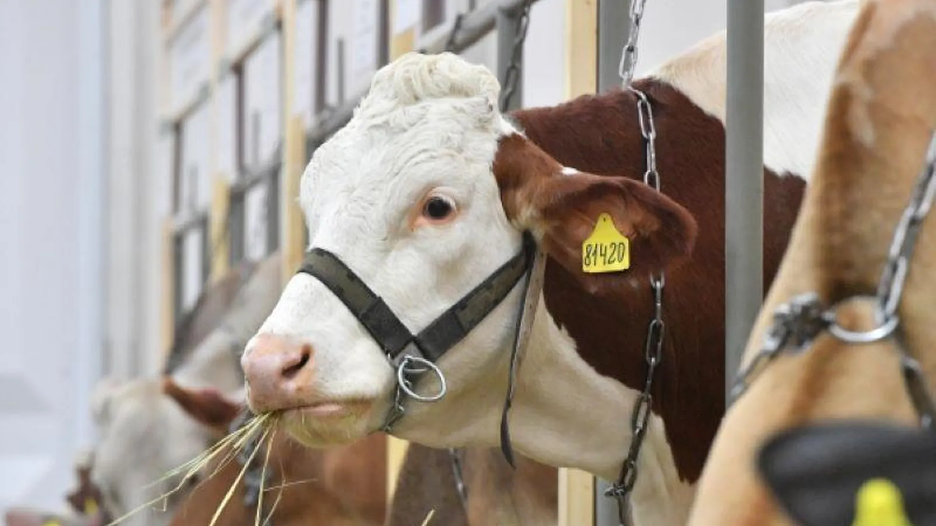 В Дзержинском районе задержали злоумышленника, укравшего 9 коров с фермы