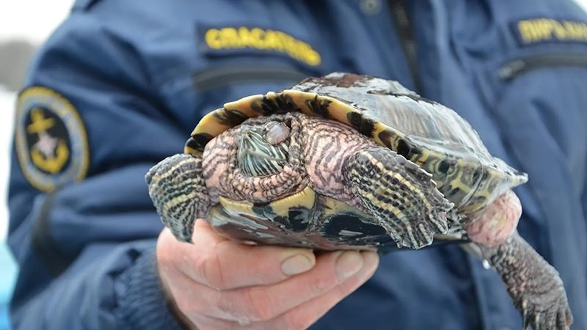 Спасатель из Фрязино вызволил черепаху из ледяного плена