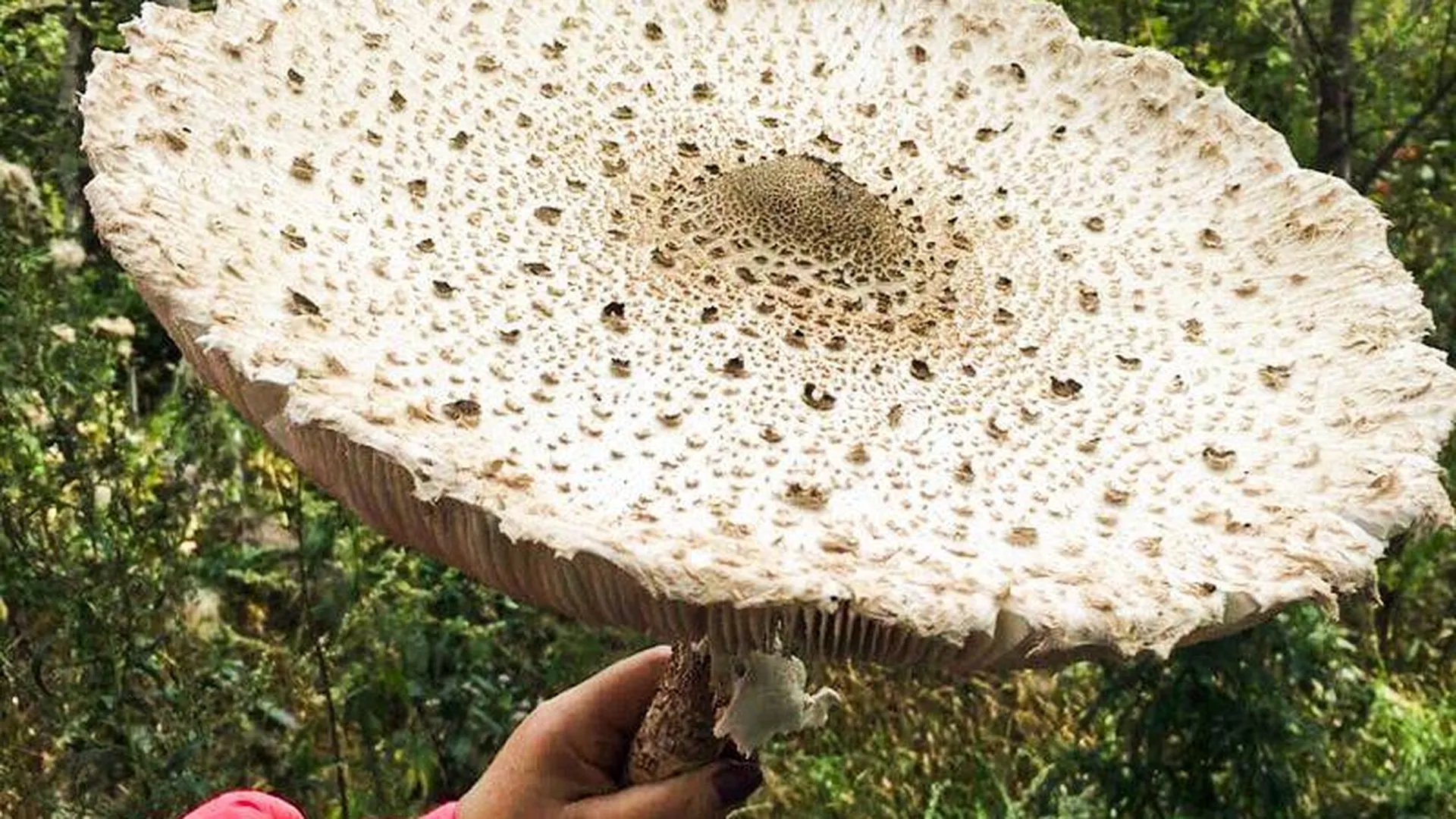 Жителям Подмосковья рассказали, где найти самые вкусные грибы