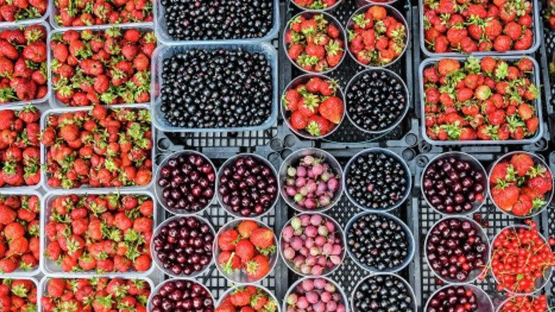На поддержку производителей ягод в Подмосковье в этом году выделено 2,2 млн рублей