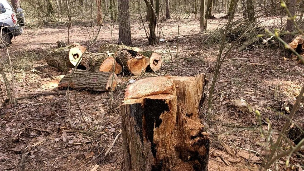 Свыше трех тысяч аварийных деревьев убрали в лесах Подмосковья в этом году