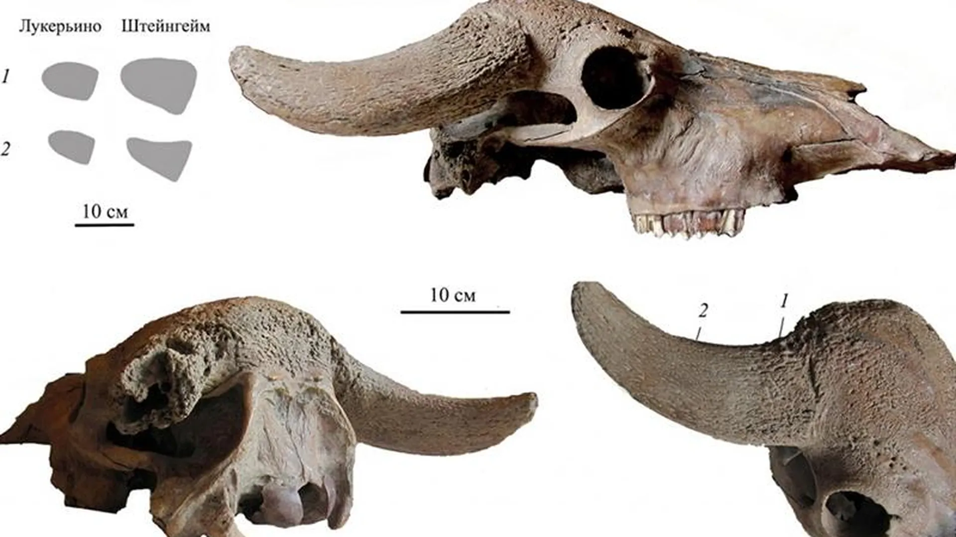 Ученые объяснили уникальность находки останков буйвола в Коломне
