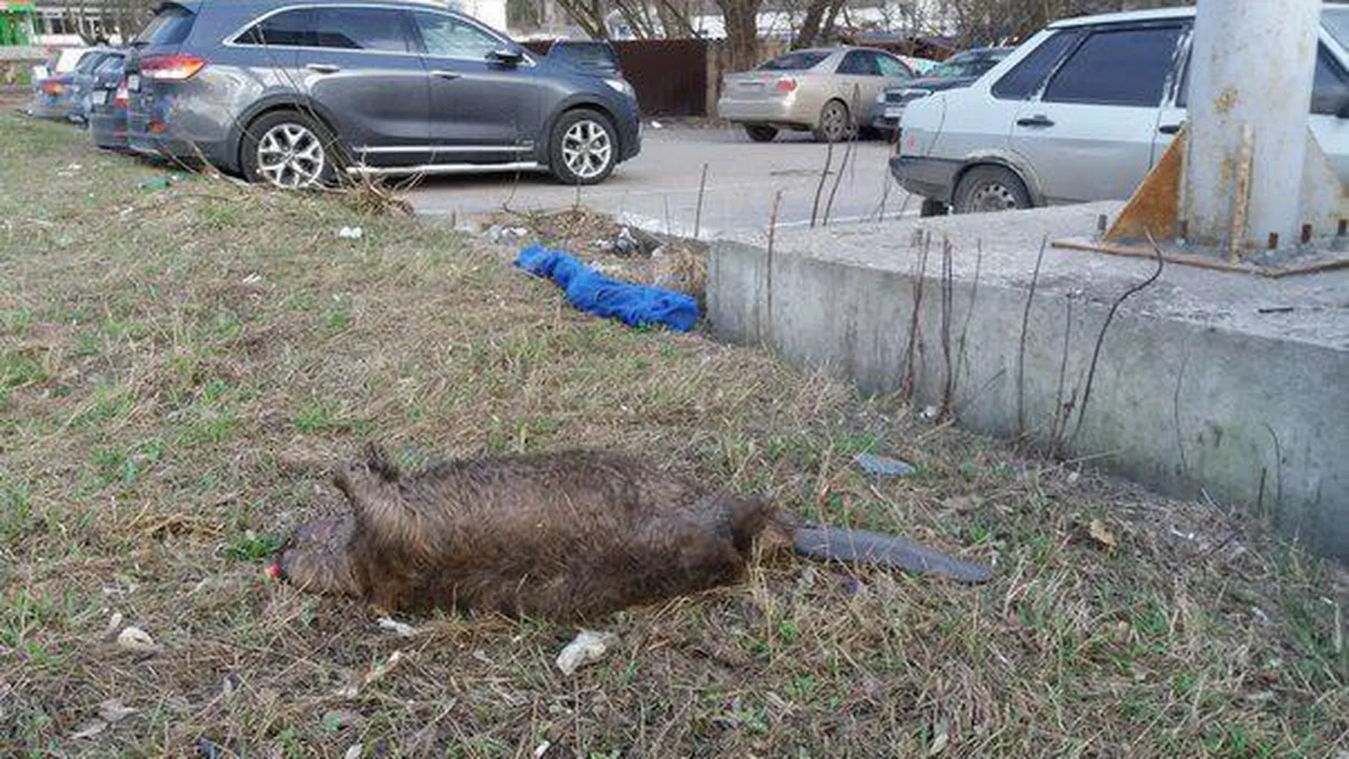 Мертвый бобер в Балашихе заинтересовал зоологов