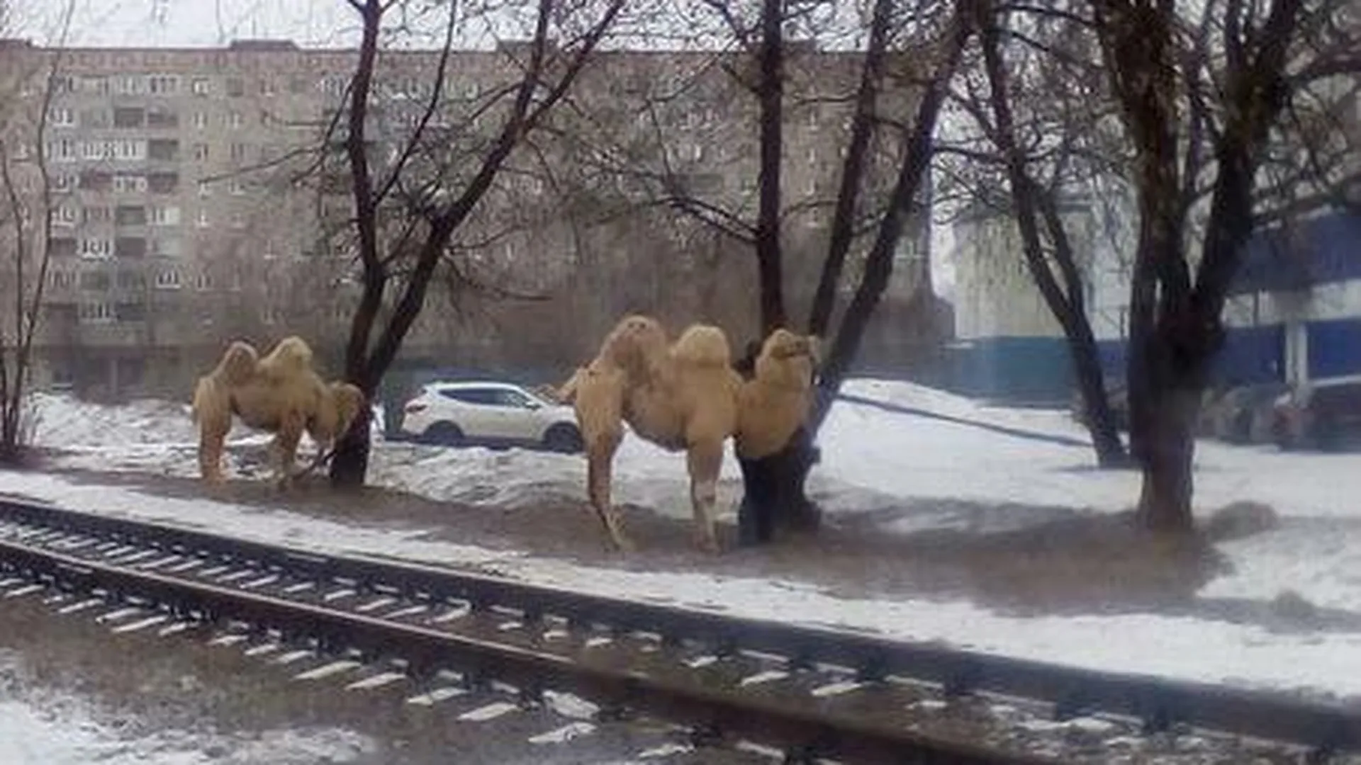 Жителей Климовска шокировали верблюды, которых «оставили мерзнуть» на улице 