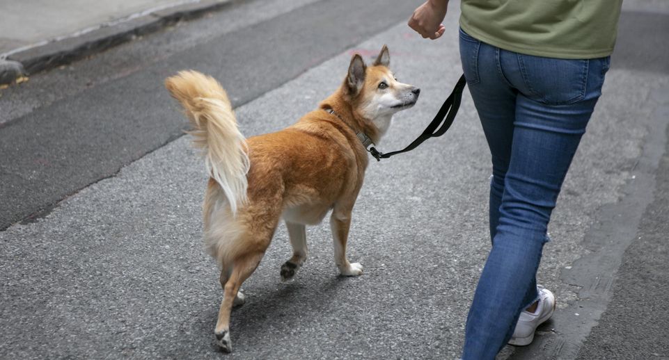 Комитет Госдумы одобрил штрафы за неправильное содержание домашних животных