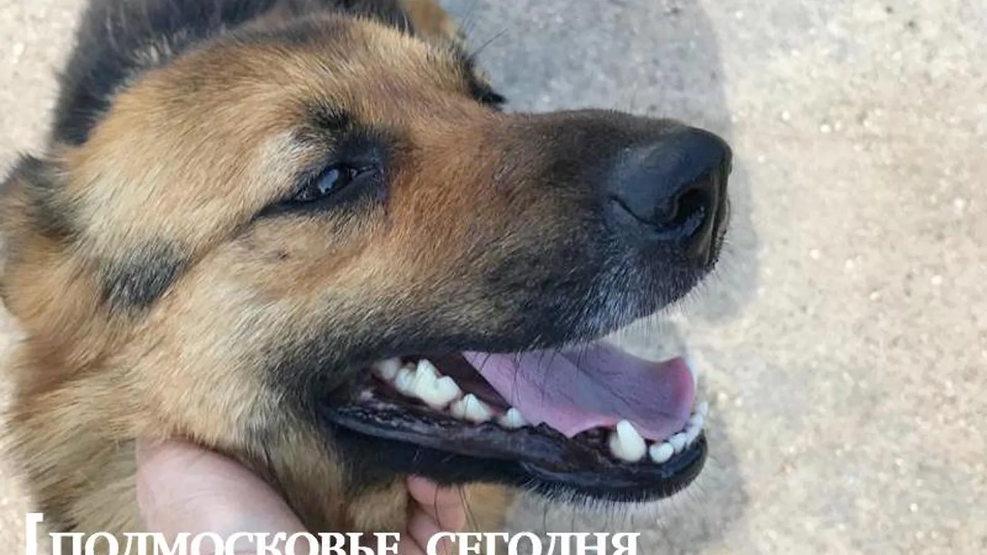 Нерадивые владельцы бросили на произвол судьбы собак у кладбищенской помойки под Волоколамском