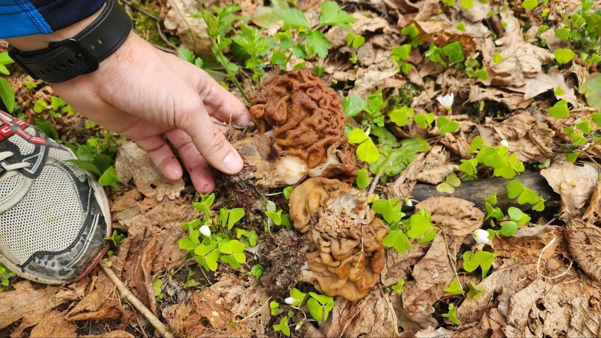 Сезон грибов начался в лесах Подмосковья