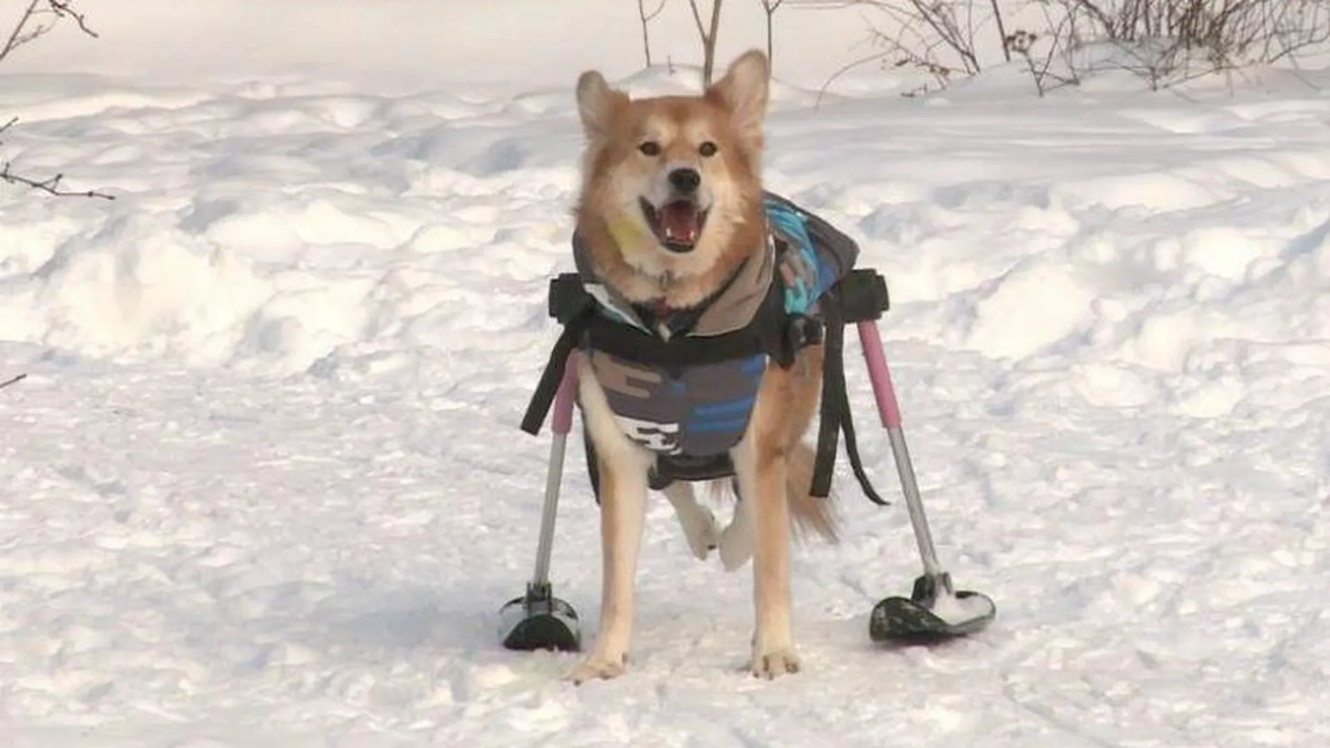 Собаку-инвалида в Черноголовке поставили на лыжи