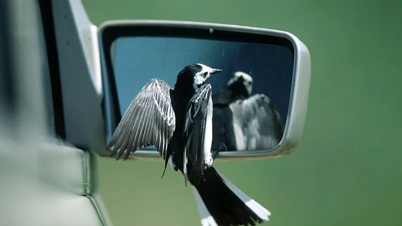 ОБЖ для трясогузки: орнитолог из Раменского рассказывает, как спасти жизнь перелетным птицам