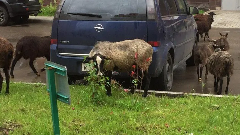 Отара овец пообедала газоном в новом микрорайоне Пушкино