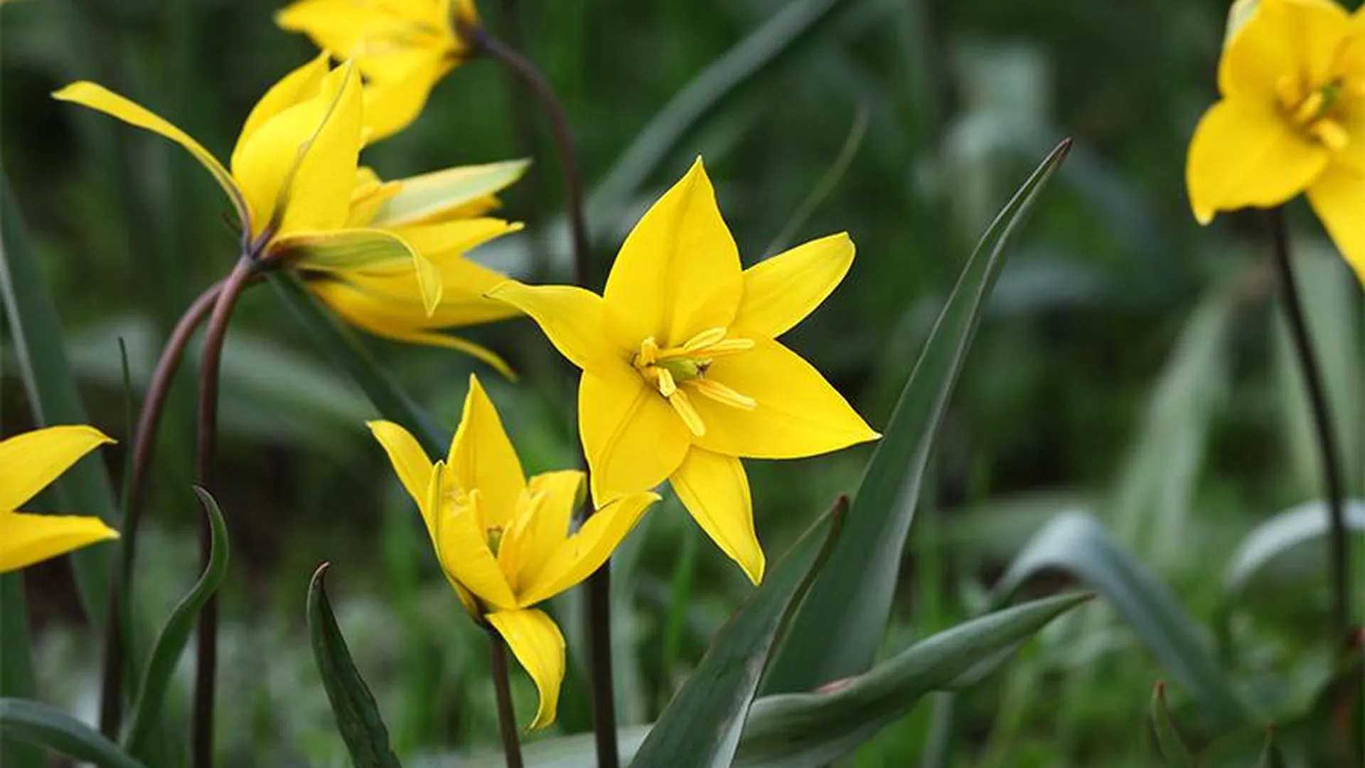 Эколог рассказал, почему в Подмосковье распространяется желтый тюльпан