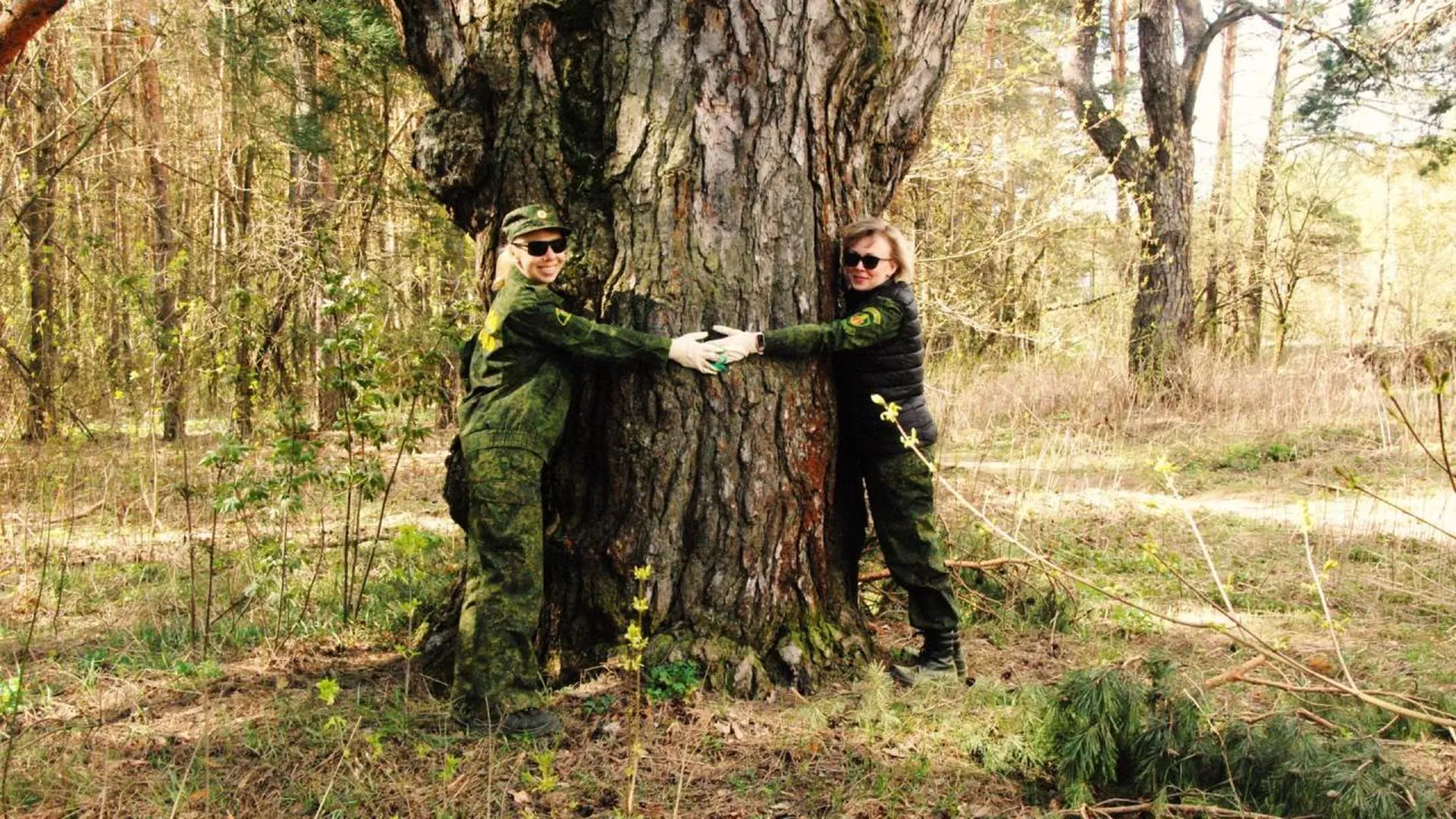 Две гигантские сосны из Подмосковья могут включить в национальный реестр старовозрастных деревьев