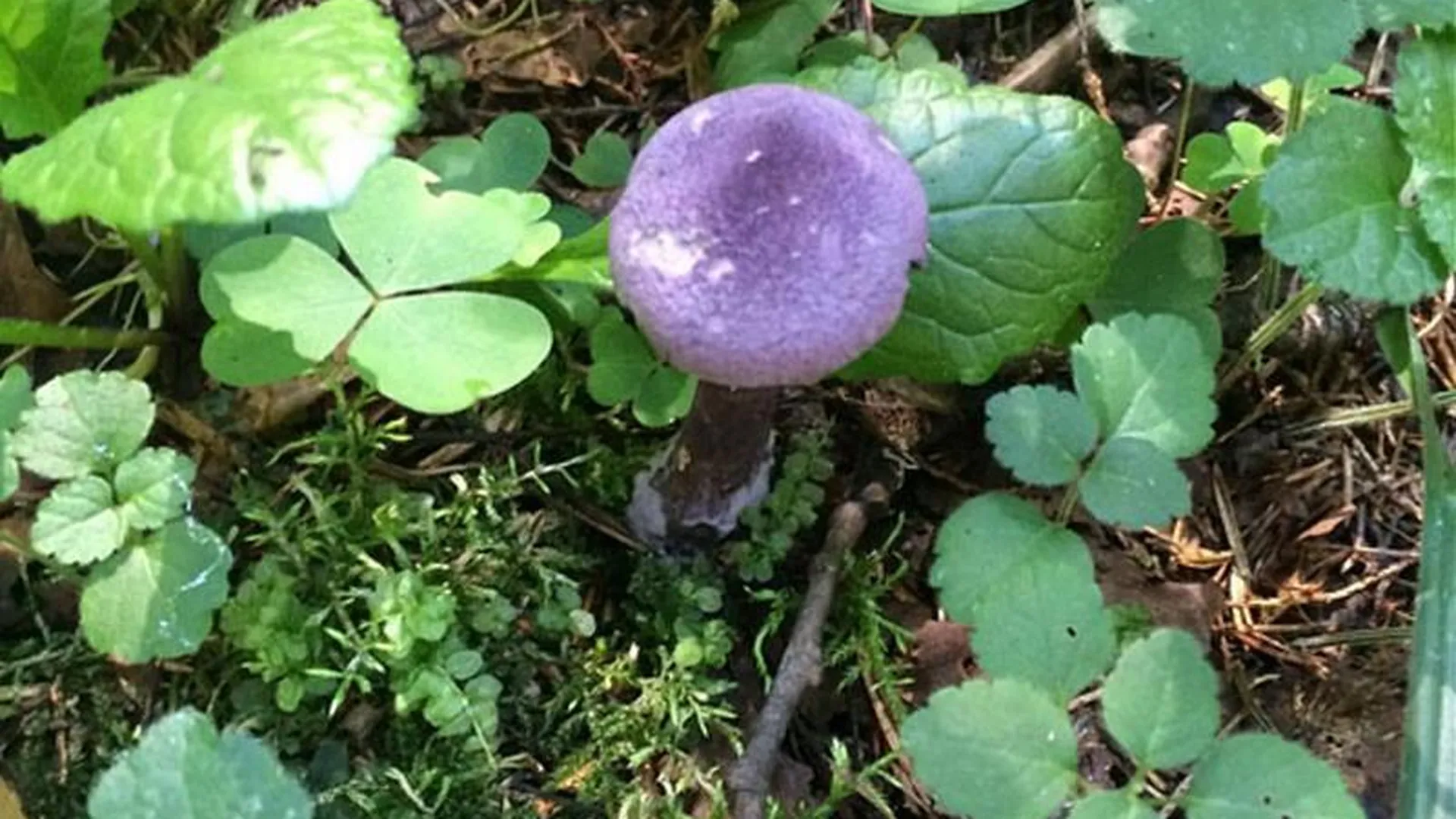 Несколько редких фиолетовых грибов обнаружили грибники в Щелковском районе