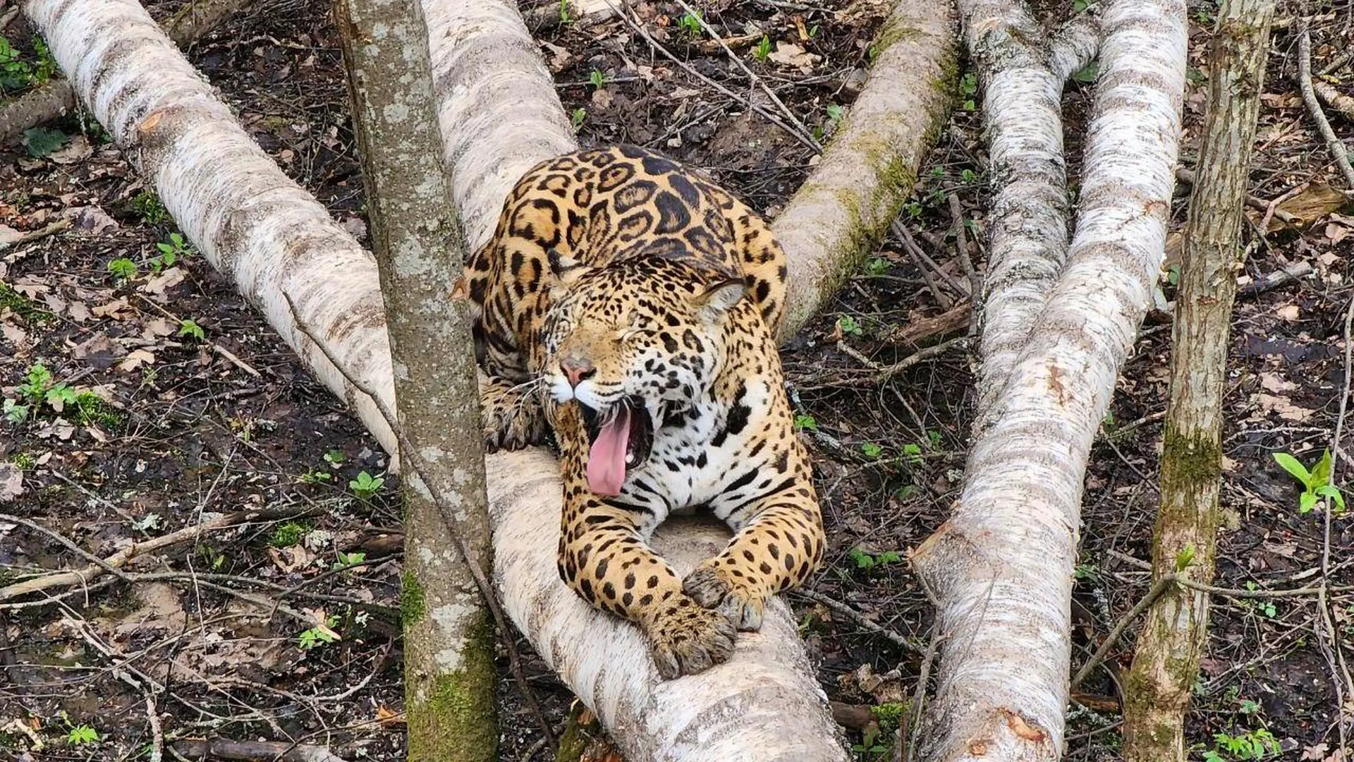 Леопарда Леопольда выпустили на большую территорию парка тигров в Можайске