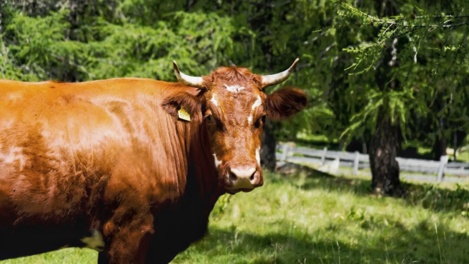 «Нужно держаться подальше»: разъяренный бык убил гулявшую по полю девушку в Курской области