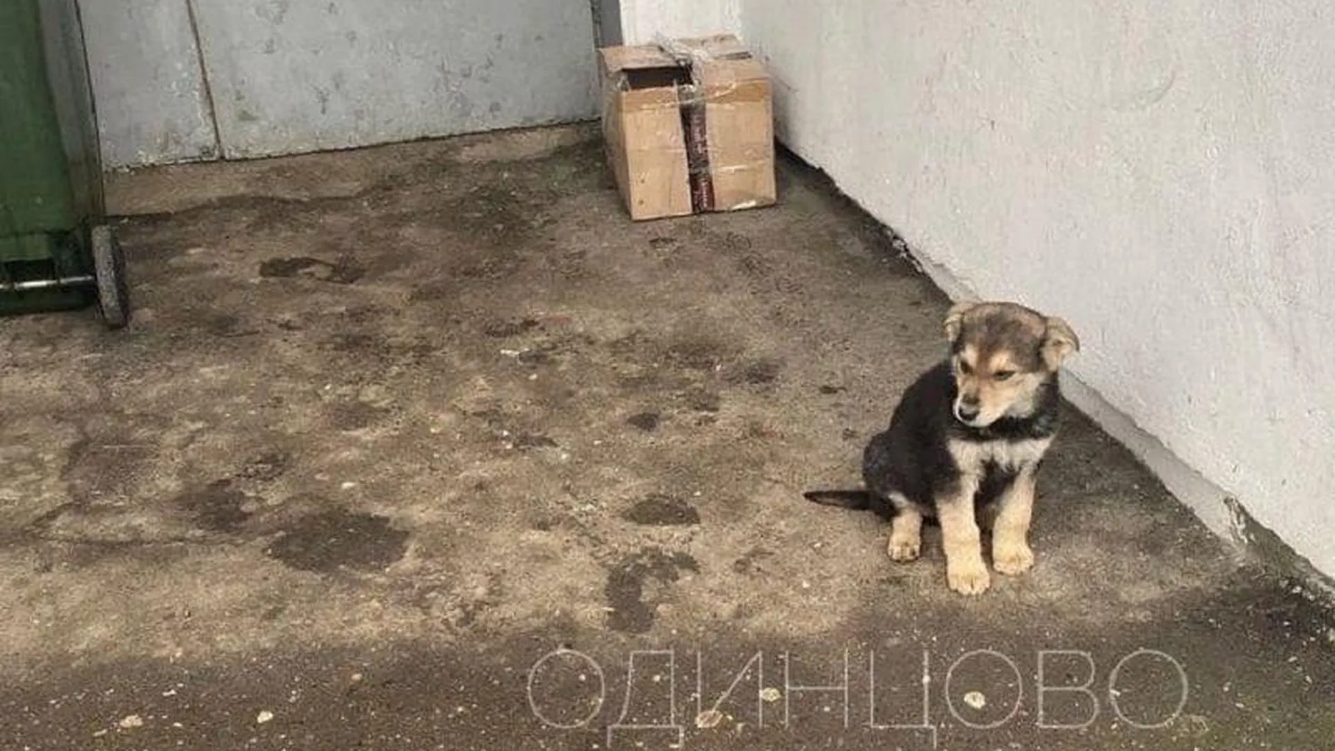 Жители Одинцово спасли щенка с перемотанной скотчем шеей