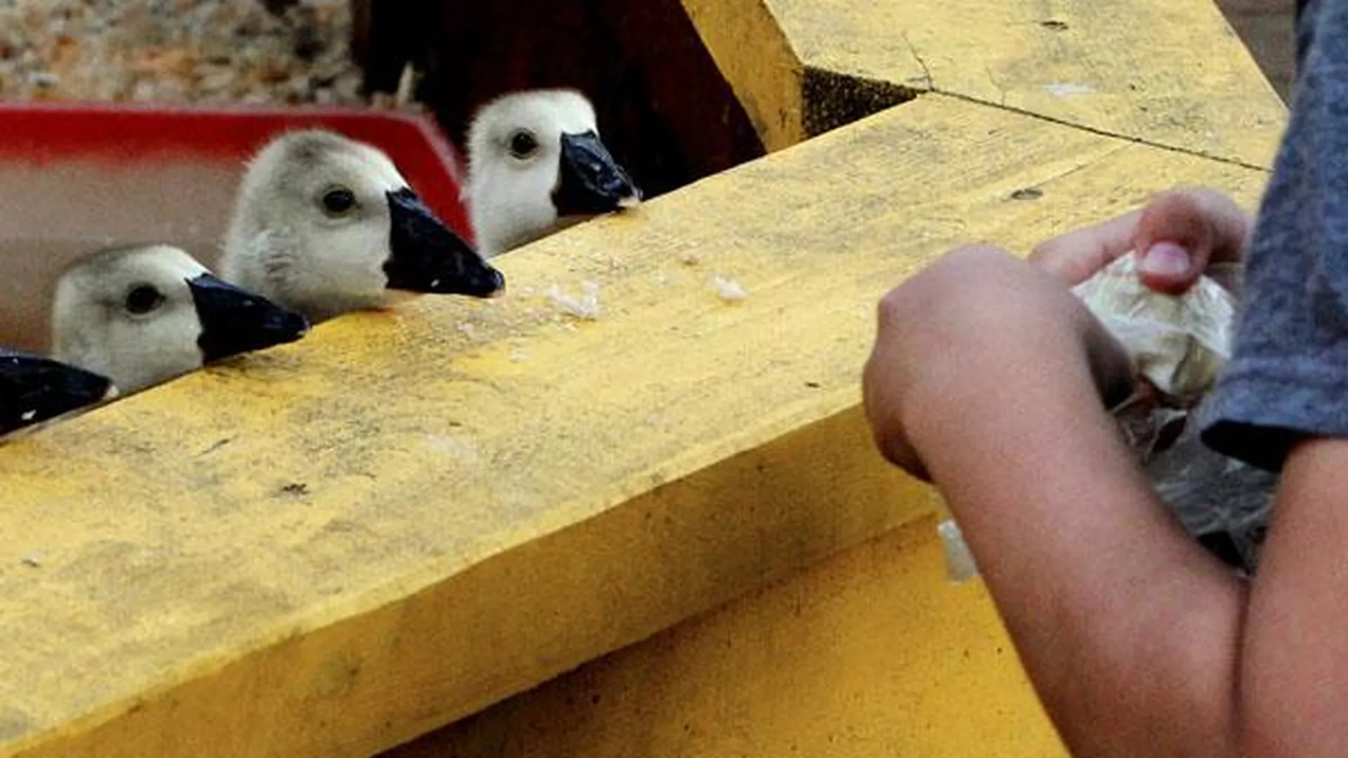 В Подмосковье предлагают принять закон о контактных зоопарках