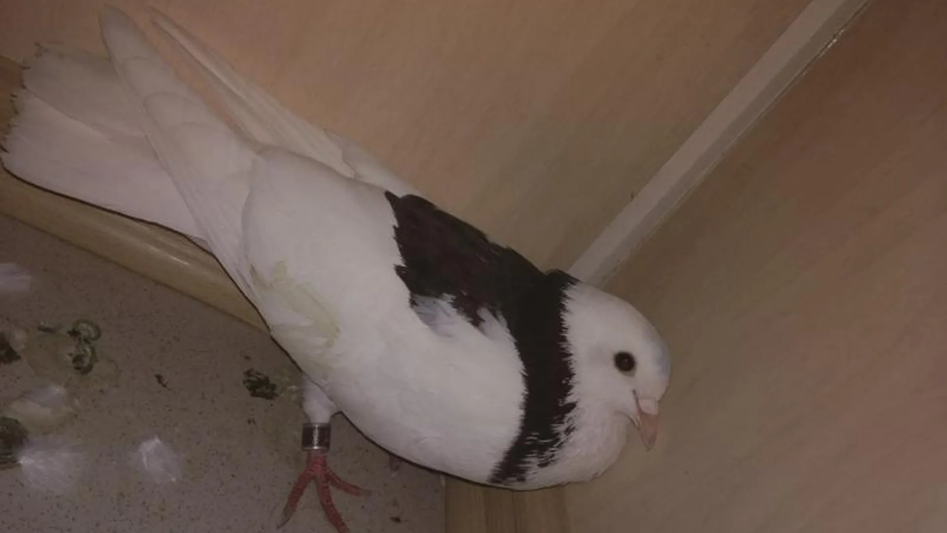 Породистой голубке, найденной в Шатуре, ищут дом