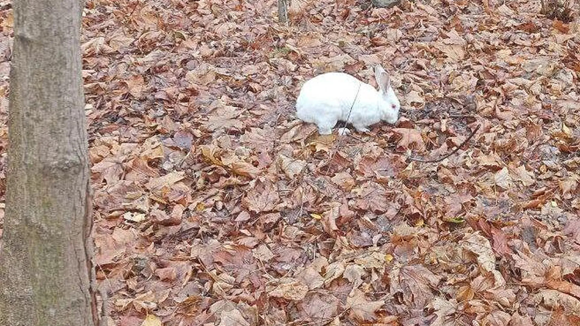 В Черноголовке встретили белого кролика из сказки