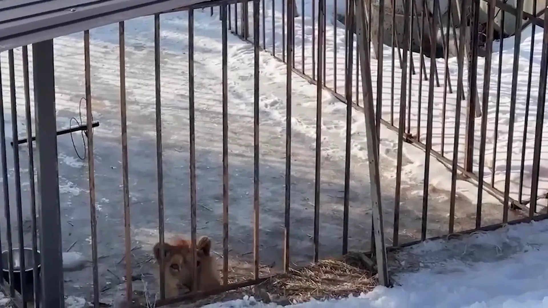 Напавшего на девочку льва в Саратовской области сняли на видео