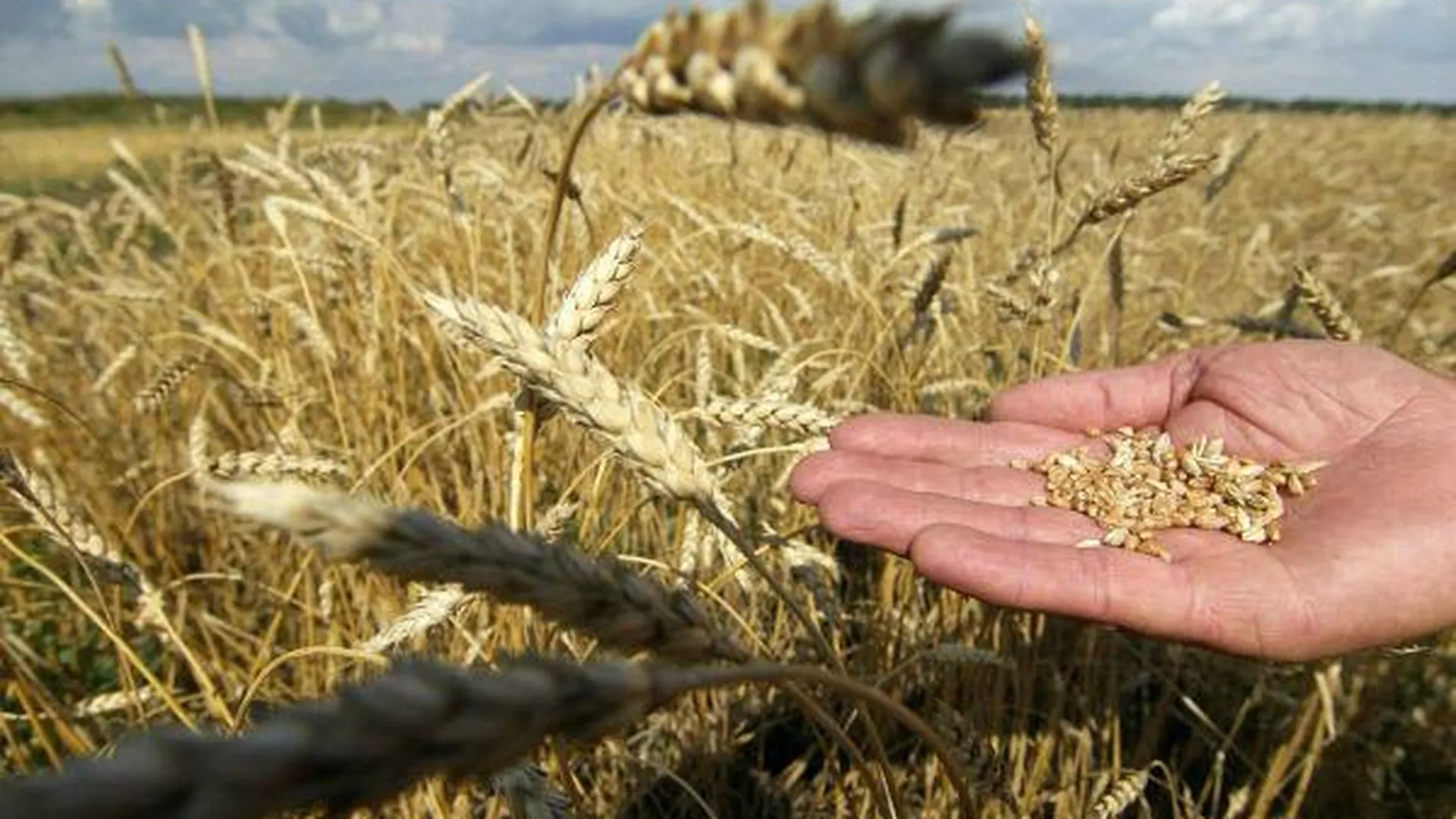 Около 2,5 тыс га засеяли озимыми зерновыми в Наро-Фоминском районе