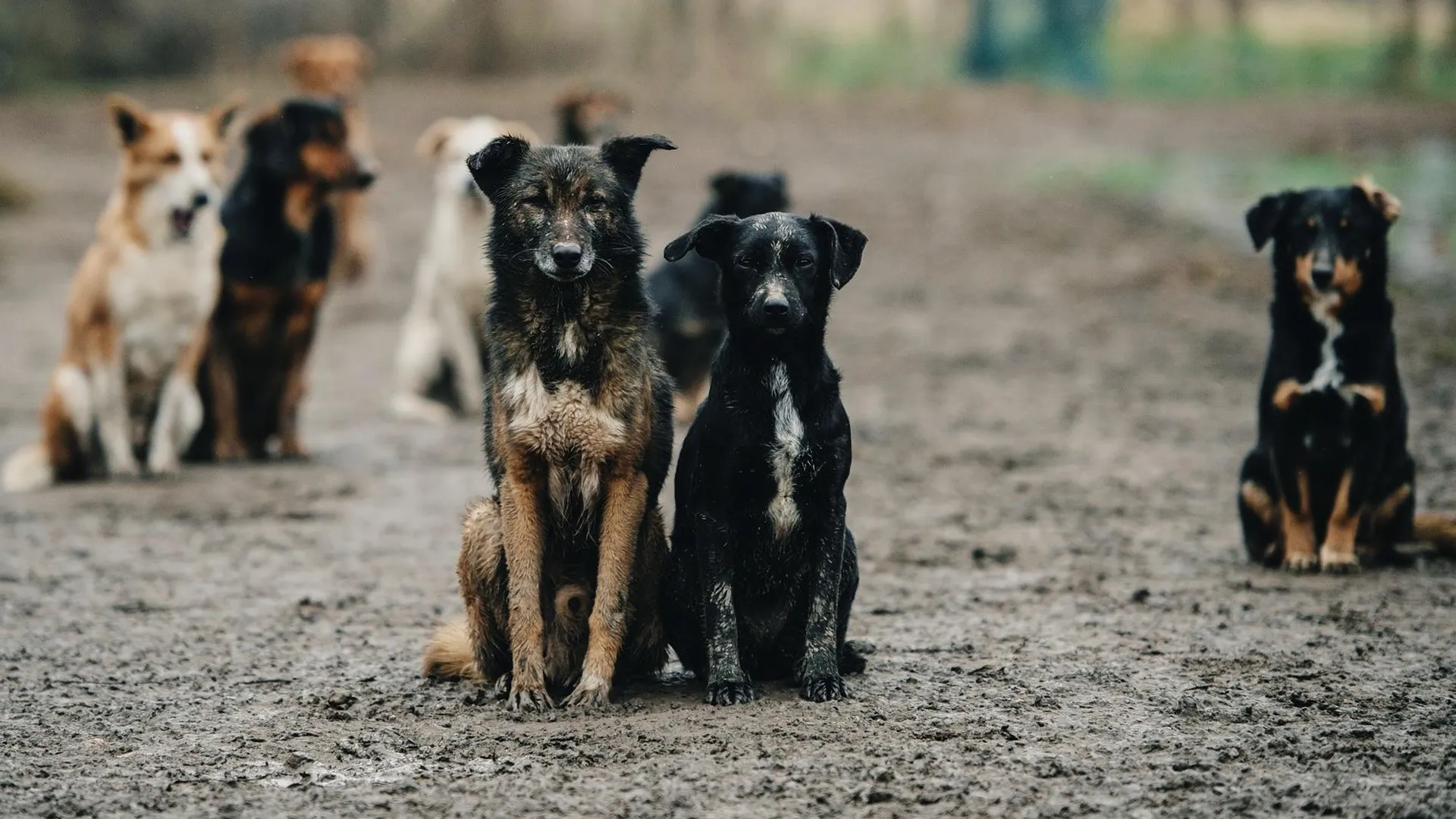 В Щелково активно ведется работа по отлову бездомных собак