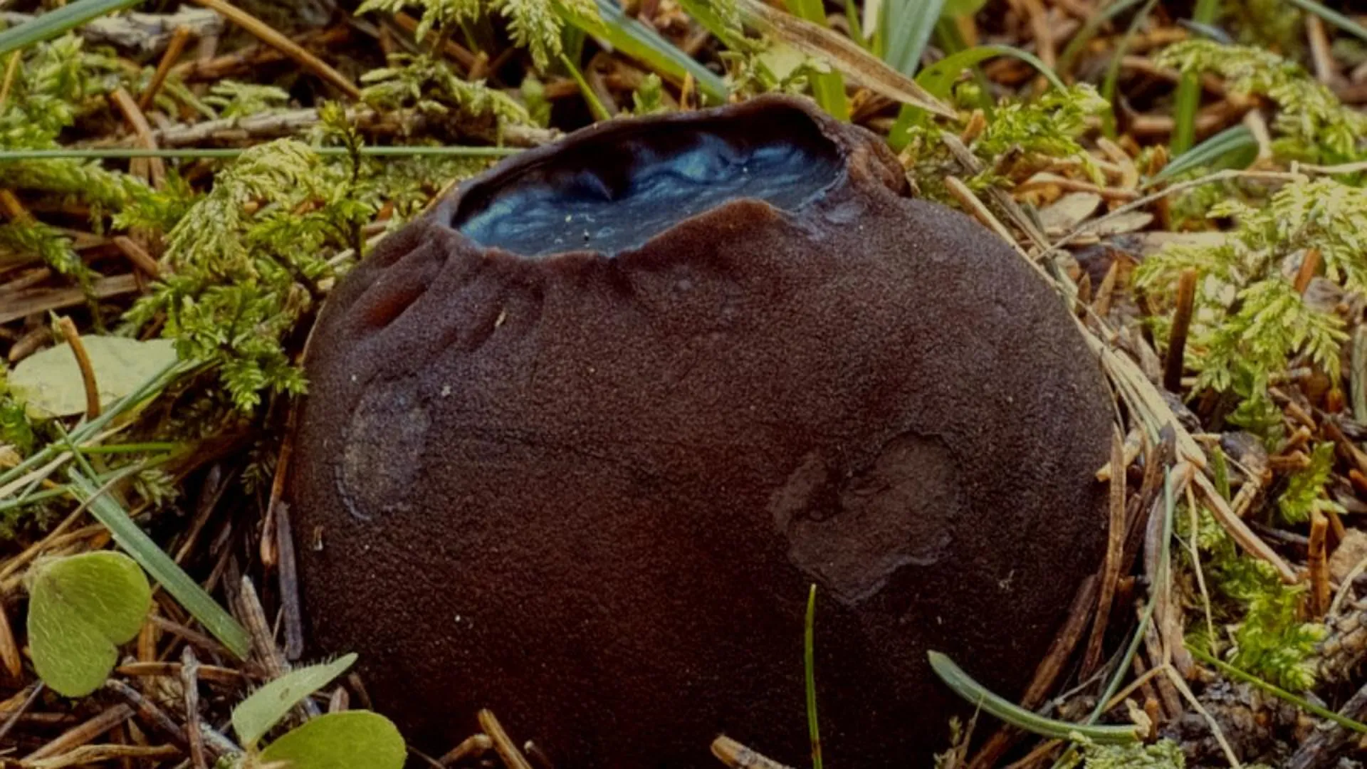 Редчайший гриб «ведьмин котел» нашли в лесу Можайска