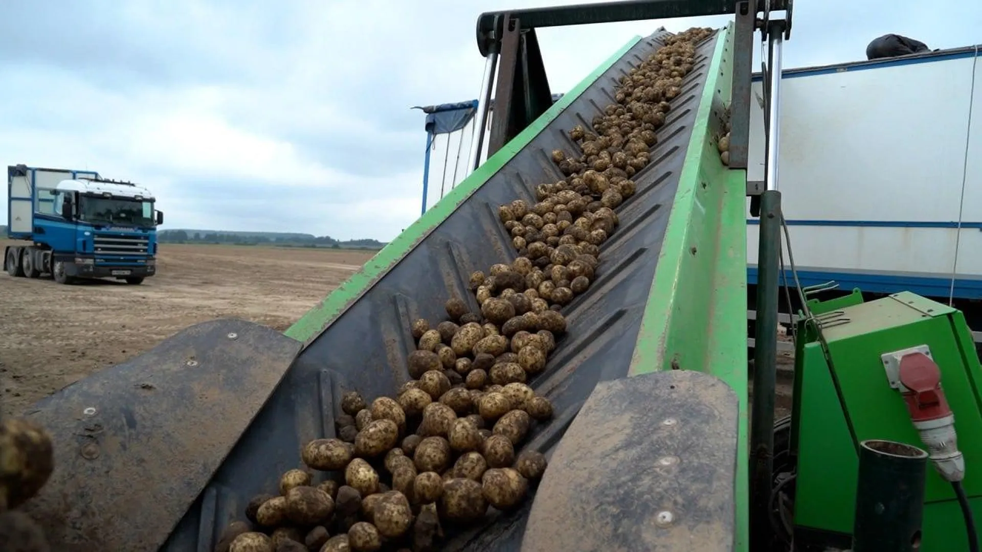В Воскресенске прогнозируют богатый урожай картофеля