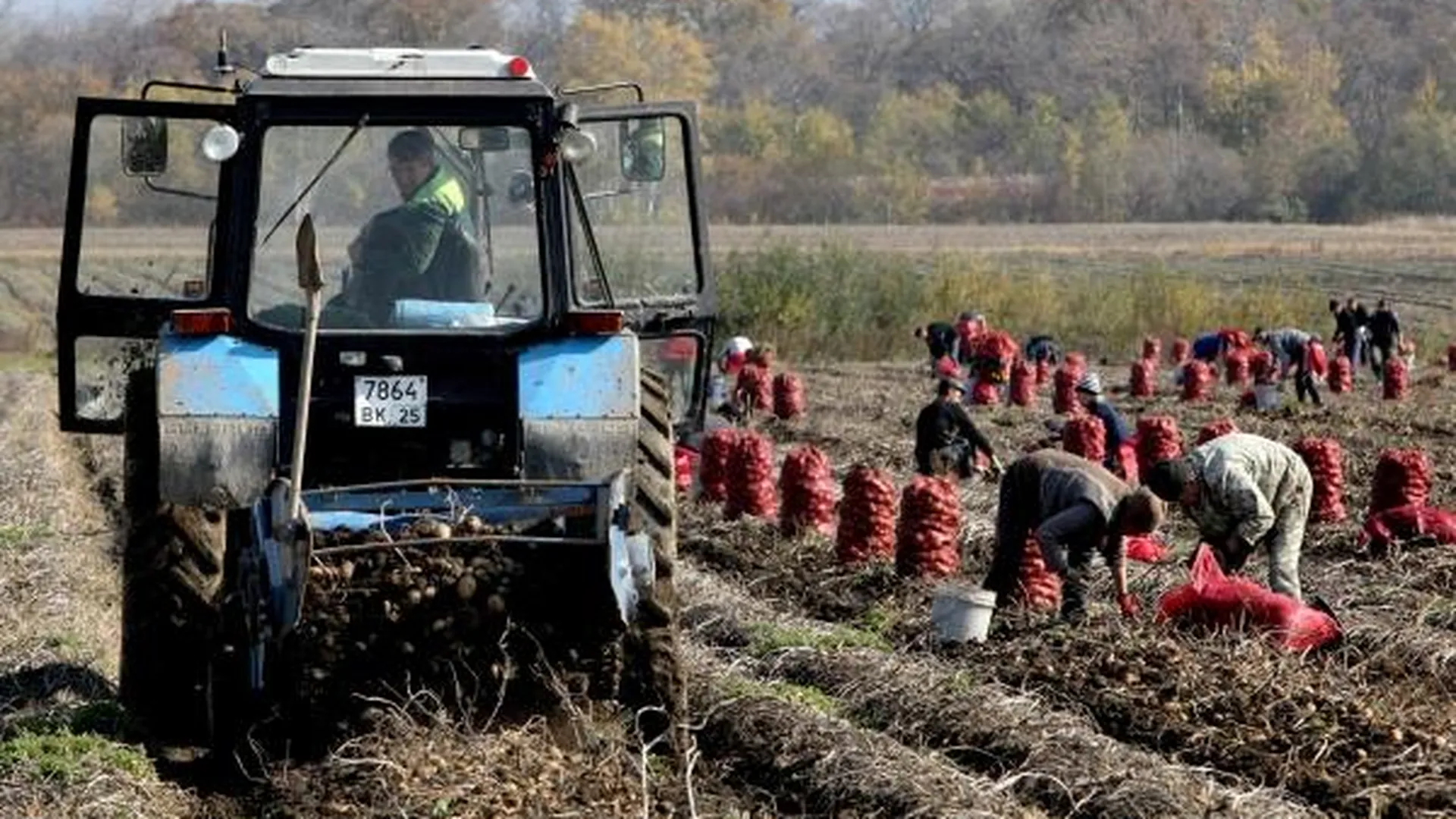 Сезонные рабочие собирают урожай картофеля