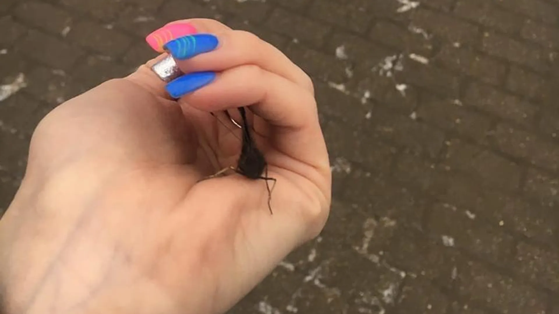 Бабочку, проснувшуюся в Наро-Фоминске, нашла местная жительница 
