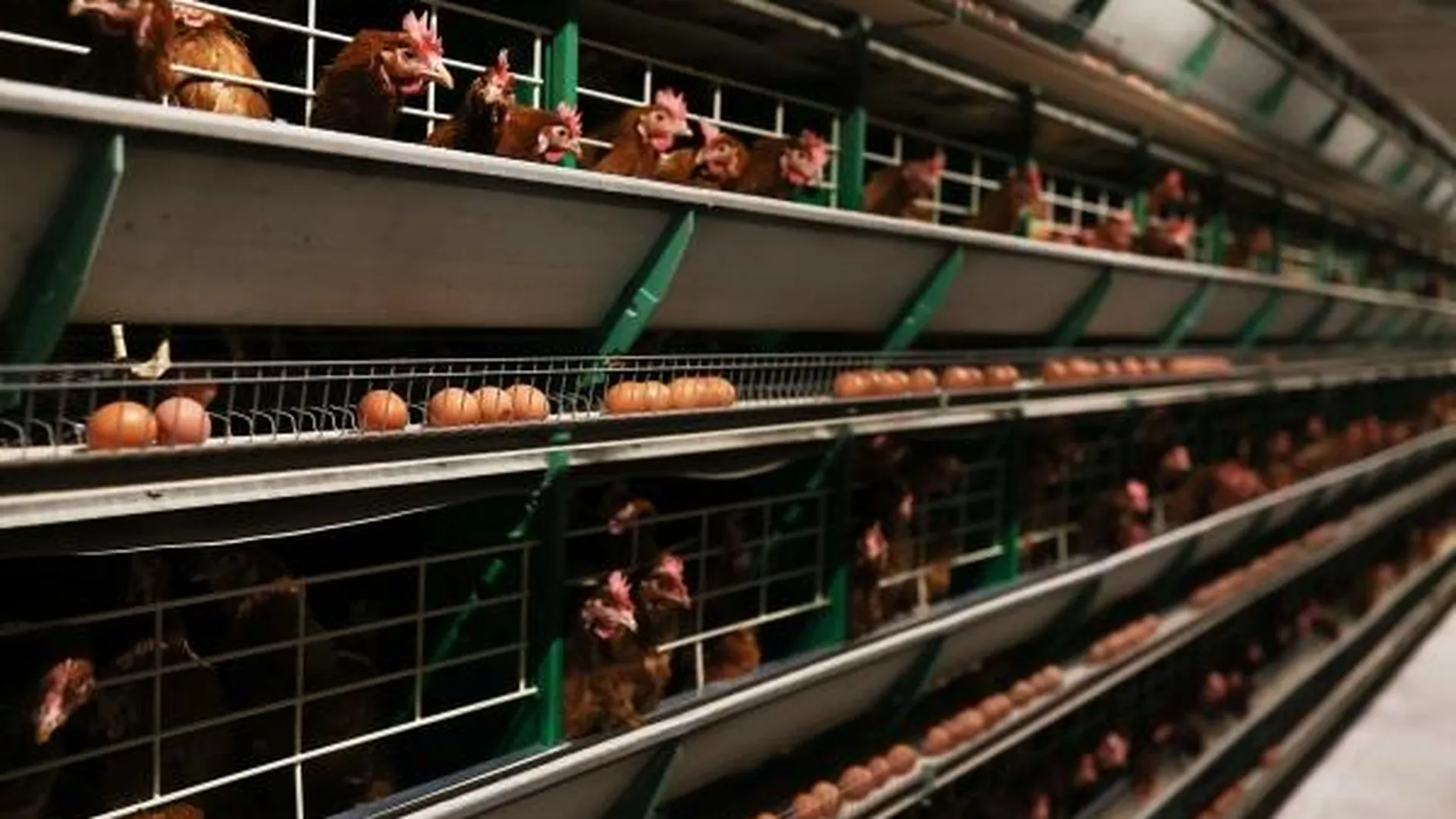 Куры-несушки в клетках птицеводческого завода в Краснодарском крае