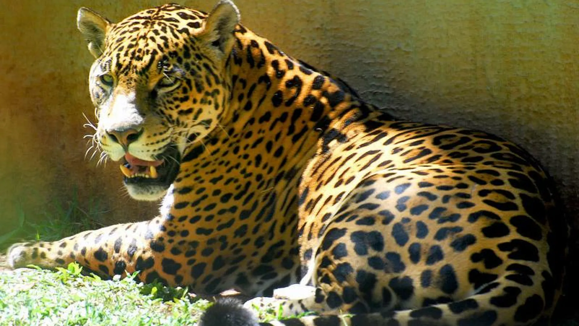Самку ягуара, участвовавшую в эстафете олимпийского огня, застрелили в Бразилии