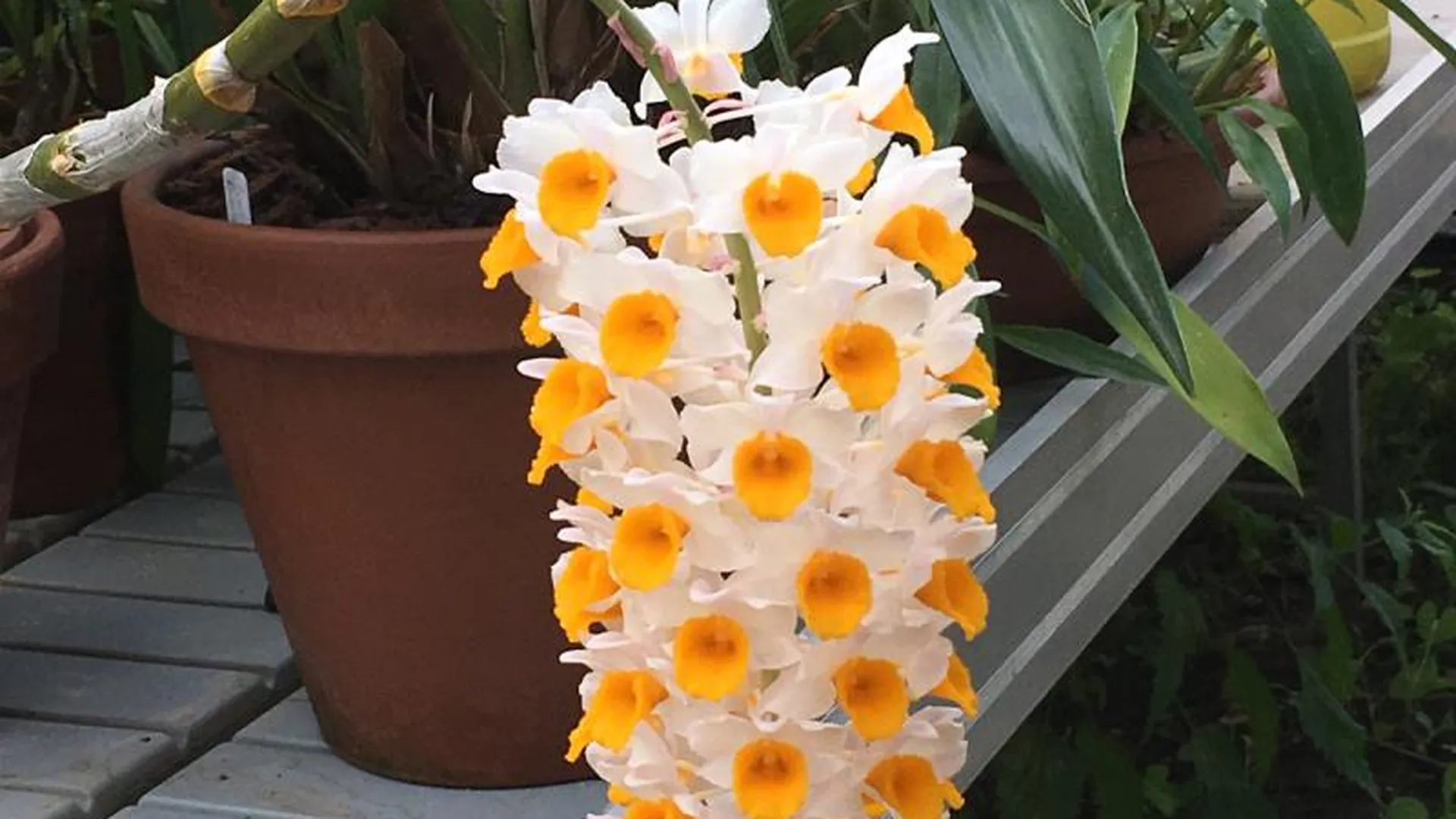 Букетоцветная орхидея расцвела в Аптекарском огороде