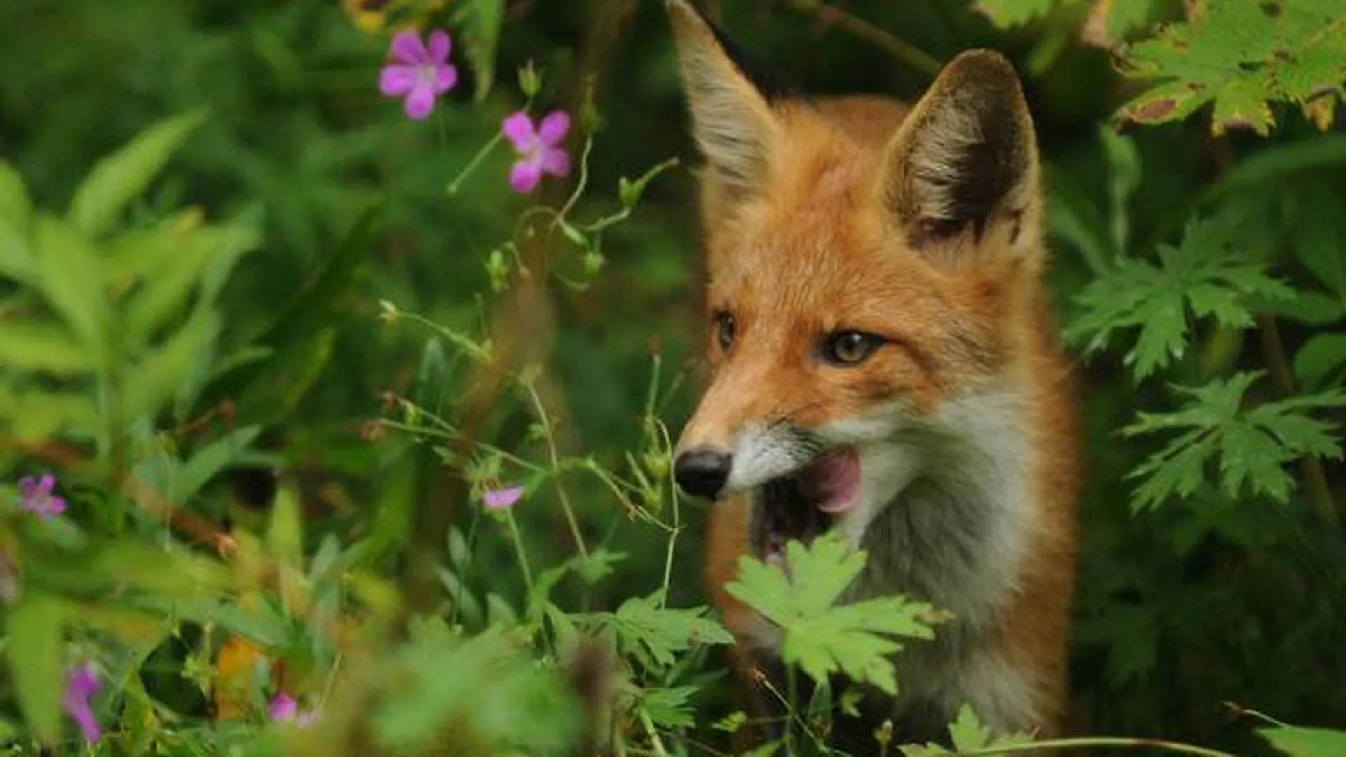 Леса и лисы появятся на фасадах домов в Подмосковье