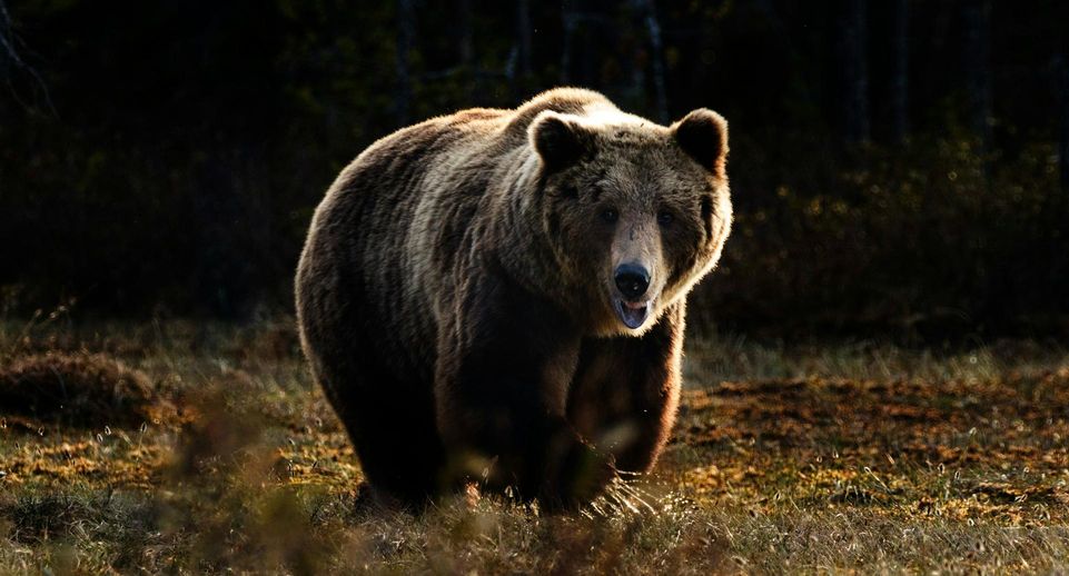 Лесничие на Сахалине застрелили медведя после погрома в курятнике в селе Буюклы